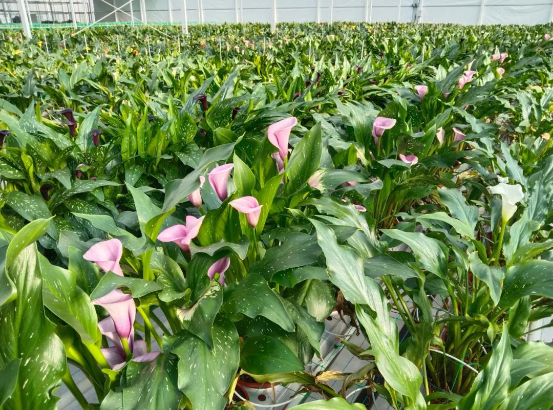 “金字招牌”再添“綠色名片” 麗江此處的“花花世界”承載著一個個藍(lán)圖