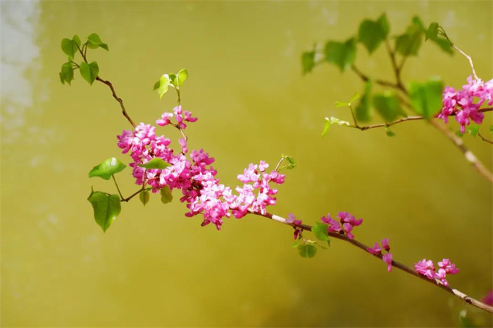 我在麗江的冬天，想念四季在公園閑逛的模樣