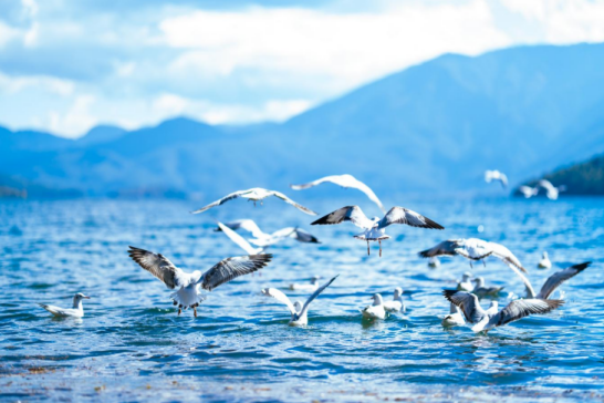 云南旅游,云南旅行社,云南團(tuán)建公司,云南策劃公司,云南會(huì)議會(huì)展,麗江旅游,麗江旅行社,麗江團(tuán)建公司,麗江策劃公司,麗江會(huì)議會(huì)展：瀘沽湖畔迎來(lái)了一群“白色精靈”！